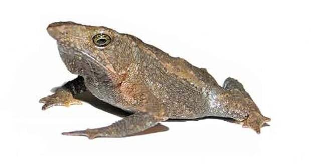 «Немая» жаба из Эквадора запела впервые за 100 лет