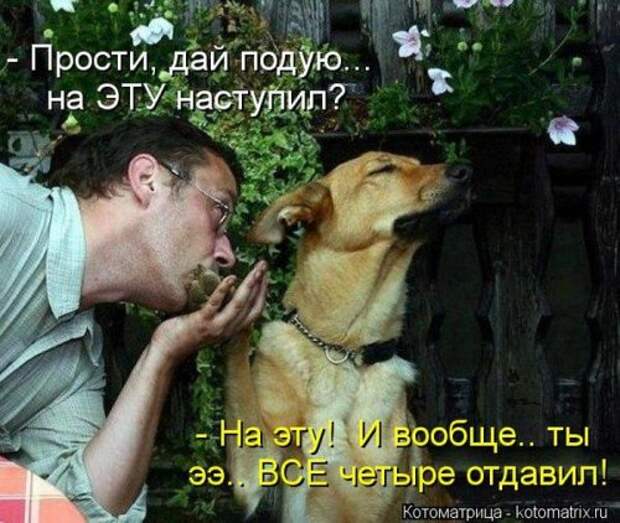 Веселая котоматрица