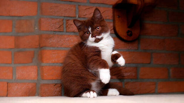 Благая весть