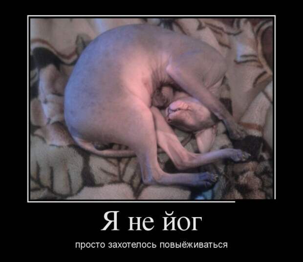 Демотиваторы бревно, демотиваторы, юмор
