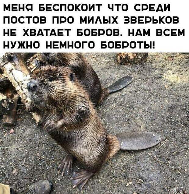 Хорошие свежие мемы (понедельник)