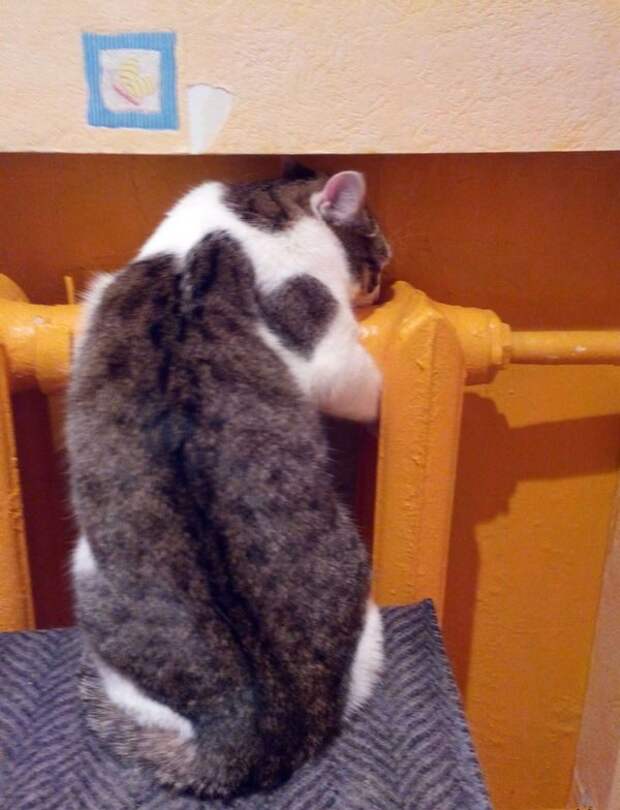 Коротко и весело