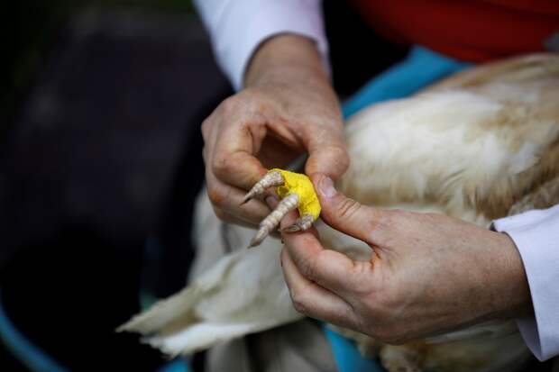 Ферма Freedom Farm для животных с ограниченными возможностями в Израиле