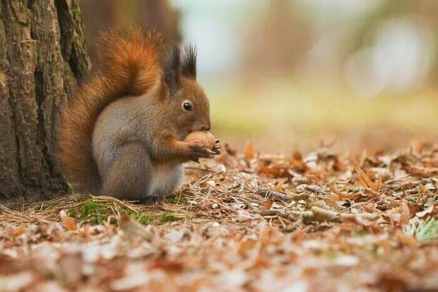 Bigpicture ru без названия 2022 06 22t110315.672