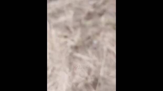 В Беларуси рыбак снял с себя больше 140 клещей за одну прогулку