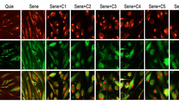 3 продление жизни