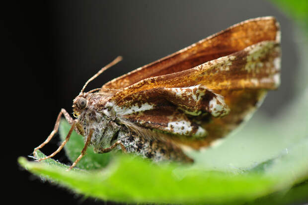 ПНИПУ: аномально снежная зима не означает, что летом дачников ждут полчища насекомых