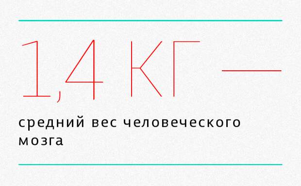 мозг1 мозг1