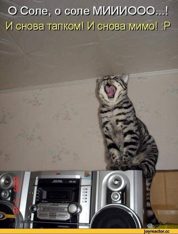 О Соле, о соле МИИ1/1000.Г.! И снова тапком! И снова мимо! " • •,надпись на картинке,котэ,прикольные картинки с кошками,котоматрица,песочница