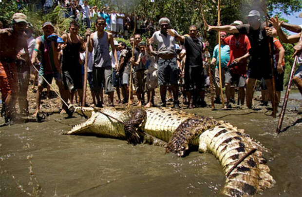 Охота на крокодила
