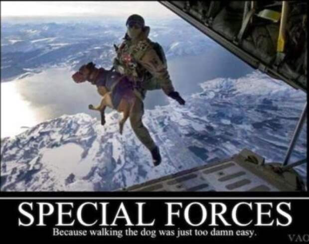service dog memes always bring out the smiles 8 Service dog memes always bring out the smiles (40 Photos)
