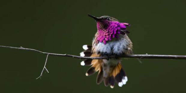 Фотография: 20 колибри крупным планом: удивительная красота крошечных птичек №14 - BigPicture.ru