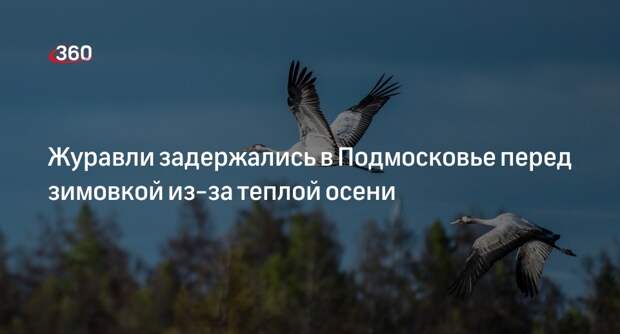 Журавли задержались в Подмосковье перед зимовкой из-за теплой осени