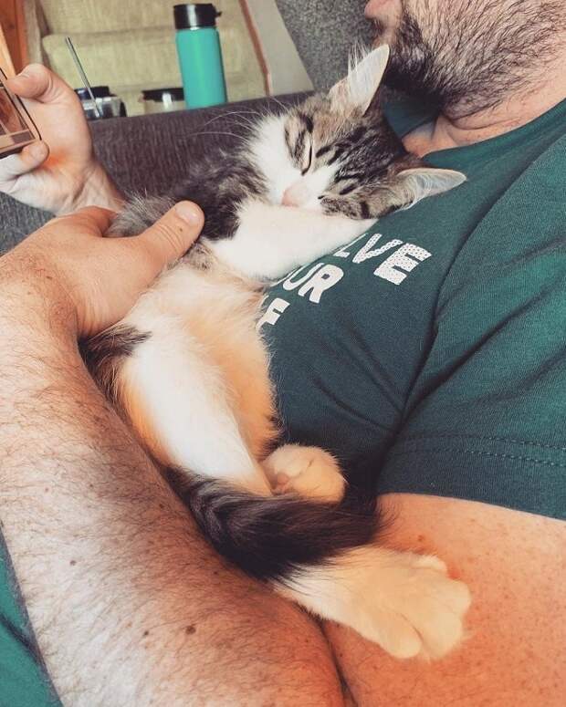 Котенок и мужчина Котенок спит