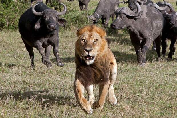 Удивительные факты о животных Удивительные факты о животных