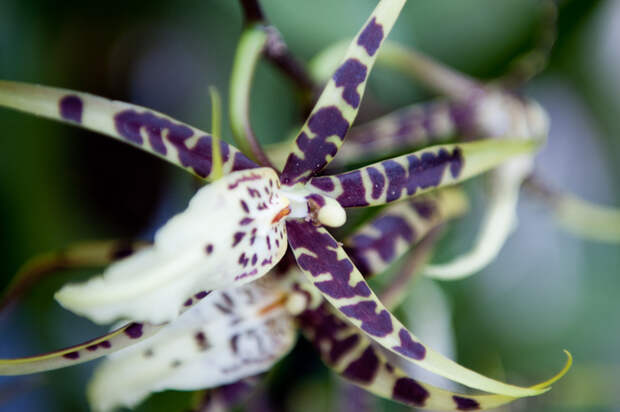 6788191406_762ebd459e_b[1] (700x465, 120Kb)