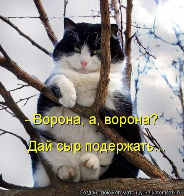 Лучшие котоматрицы недели