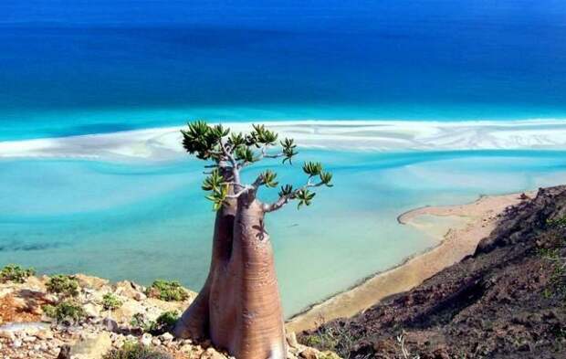 Внеземное дерево острова Сокотра.