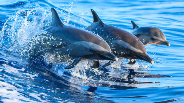 Более 400 дельфинов выбросились на берег в Занзибаре