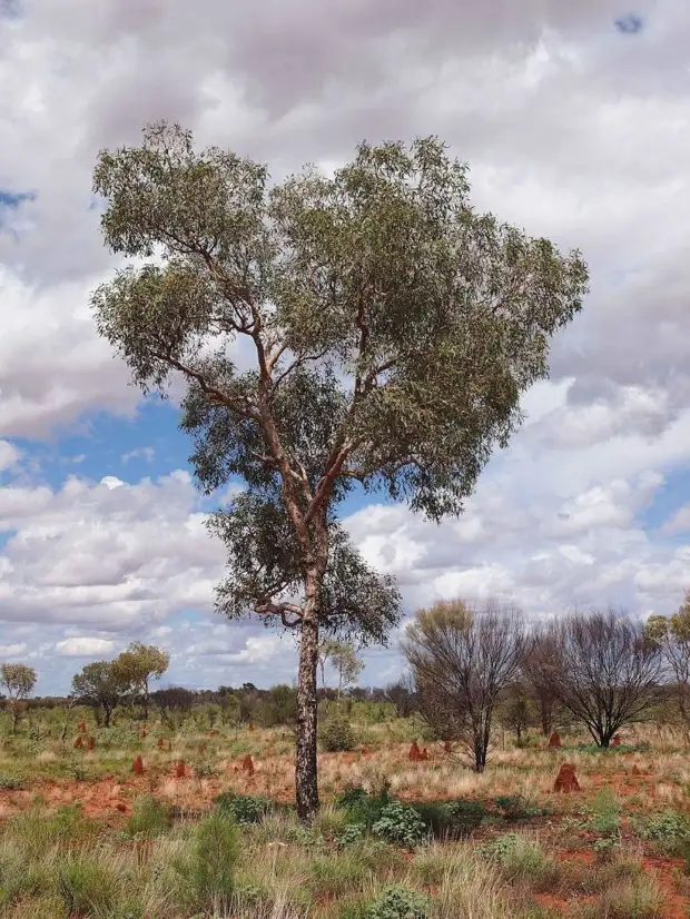 Кровоточащее дерево Pterocarpus angolensis