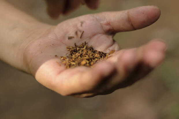 Депутат Панеш заявил о рисках для экономики из-за остановки производства жевательного табака