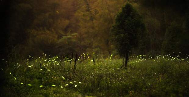 Светляки Светляки биолюминесценция, животные, насекомые, свет, свечение