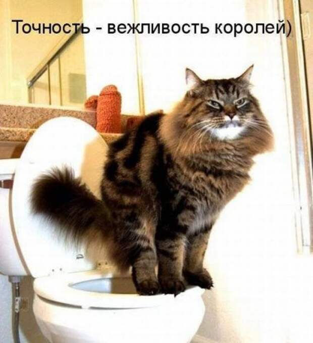 Прикольная котоматрица (22 шт)