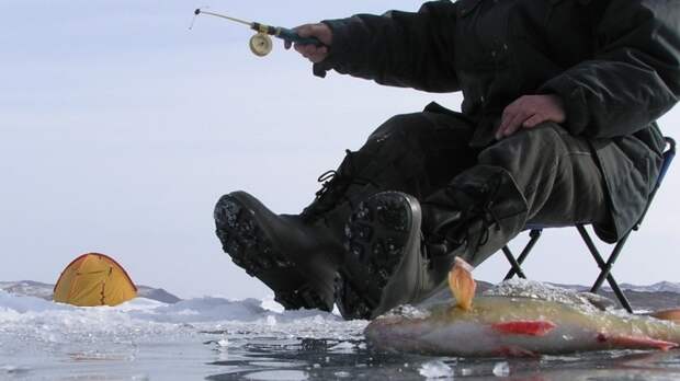 Нашествие русской горбуши грозит уничтожить лососевые реки в Норвегии
