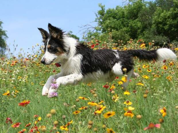 Active Puppy