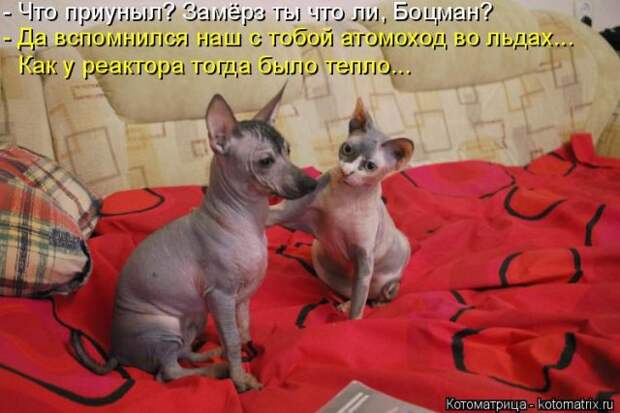 Лучшие котоматрицы недели (50 фото)
