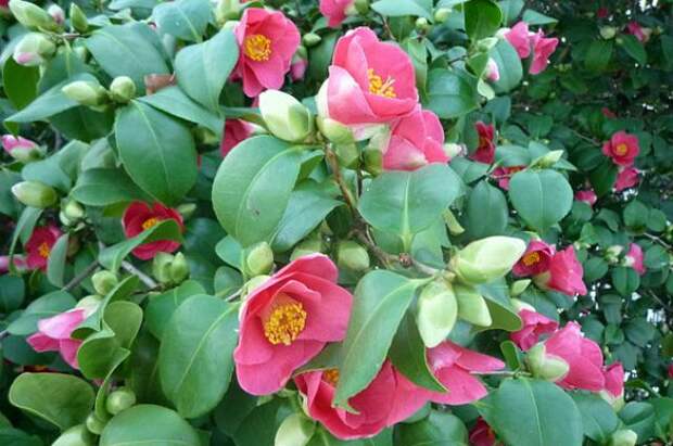 Camellia japonica.