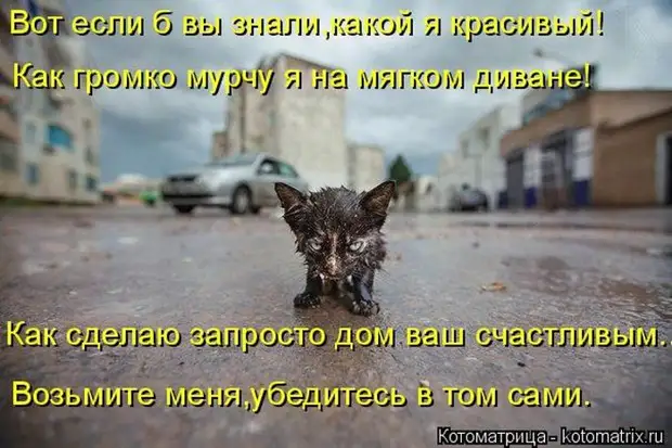 Лучшие котоматрицы