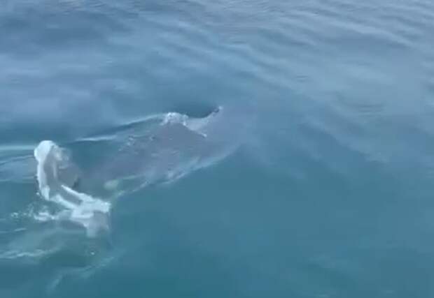 В акватории Владивостока засняли на видео опасную акулу мако