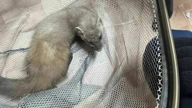 Дикая лесная куница проникла в здание техникума и устроила переполох