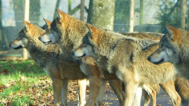 Погоню волков за лосем запечатлели в Ярославской области (фото)