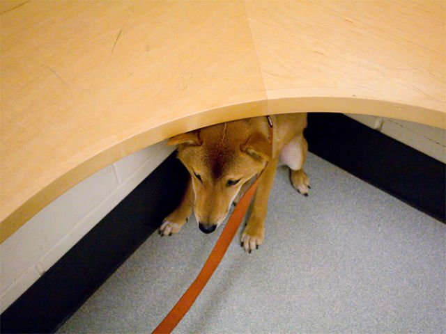 Pets Really Don’t Enjoy Visits to the Vet