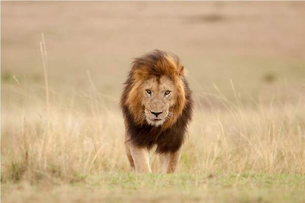 Львы (лат. Panthera leo) (англ. Lions)