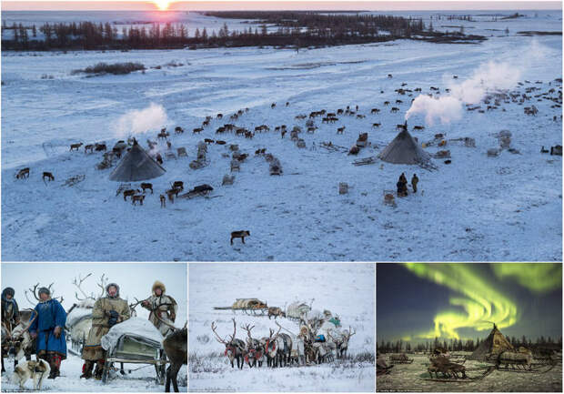 Ежегодная миграция оленей на севере России