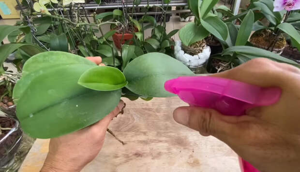 Битый кирпич для выращивания орхидей: создаем условия, в которых орхидеи растут в живой прироже