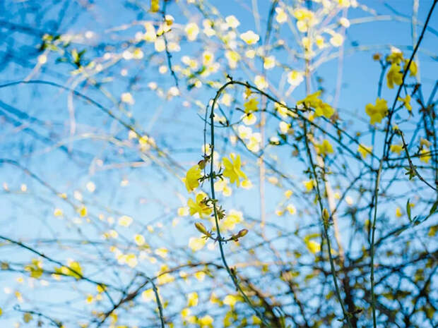 Лето в мае, весна — на месяц раньше: климатолог рассказал, чего ждать в 2026 году