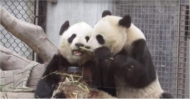 Панда постоянно отбирает у мамы бамбук бамбук, видео, животные, милота, панда, прикол, юмор