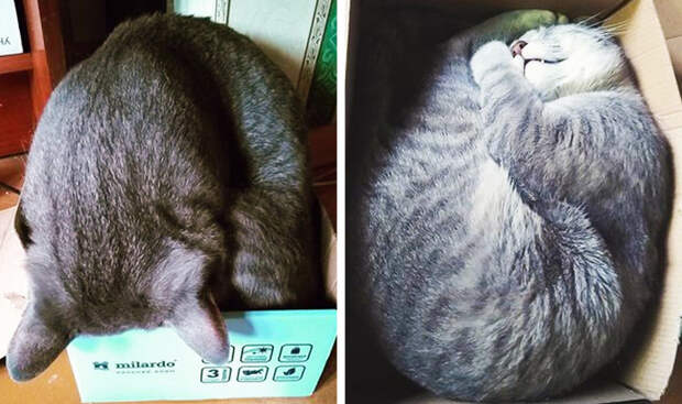 18 кошачьих привычек, которые заставляют людей восторженно пищать