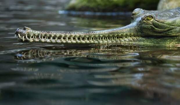 Гангский гавиал — крупное пресмыкающееся отряда крокодилов. Название происходит от искажённого хинди घड़ियाल, что означает просто «крокодил». Гавиал является уникальным животным среди современных крокодилов животные, природа, странные, удивительное, чудо