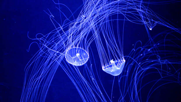 Животные, которые умеют светиться: самые красивые фотографии