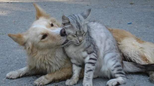 Верные друзья