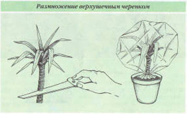 Размножение драцены верхушечным черенком