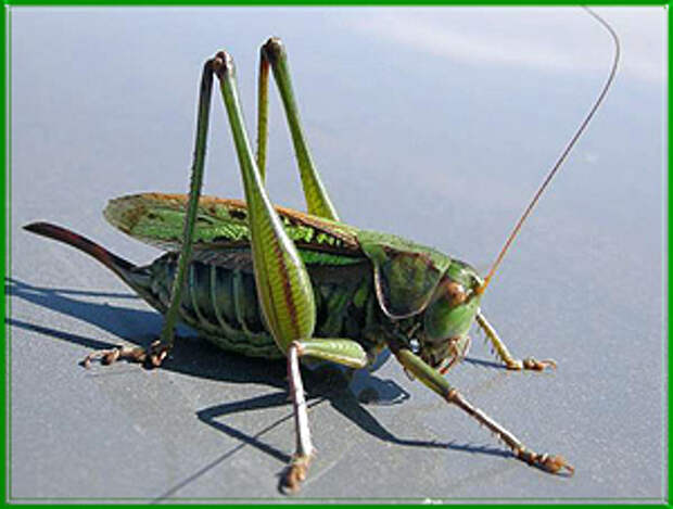 наживка кузнечик