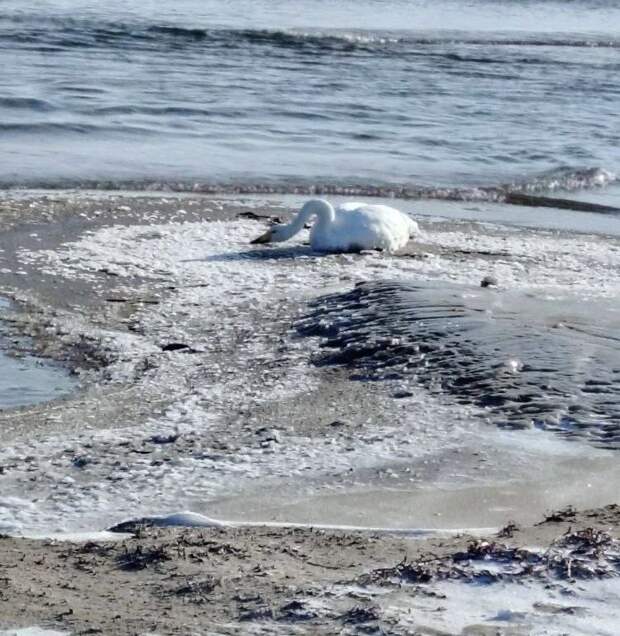 Лебедю из Приморья нужна срочная помощь: у него сломано крыло