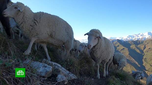 Стадное чувство: в Дагестане заканчивается осенний перегон овец