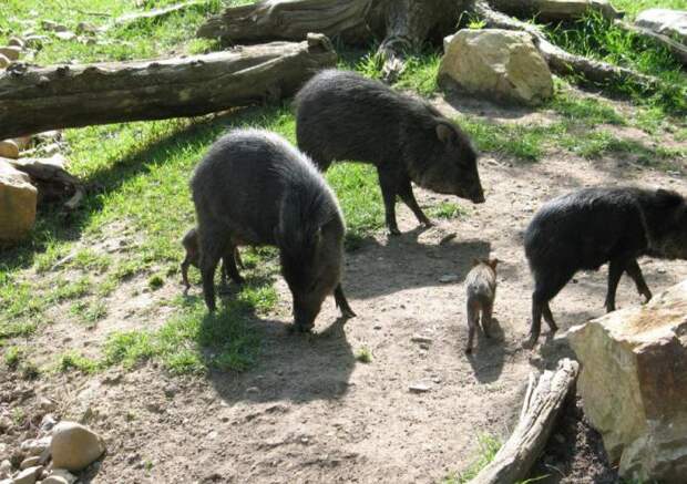 Мускусная свинья – это пекари. Мускусная свинья – название пекариевых кабанчиков